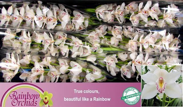 <h4>CYMB T CASCADE</h4>