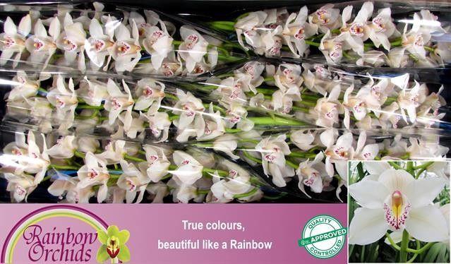 <h4>CYMB T CASCADE</h4>