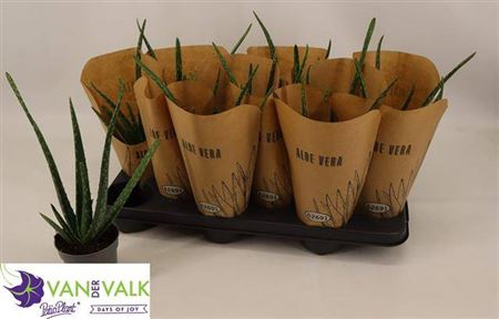 <h4>Aloe Vera Krafthoes</h4>
