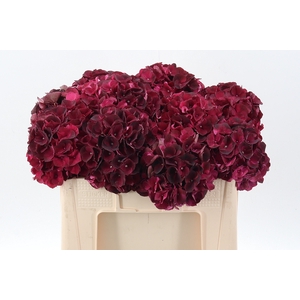 Hydr M Mag D Ruby Cl