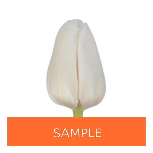<h4>Tulipa si (our choice) white</h4>