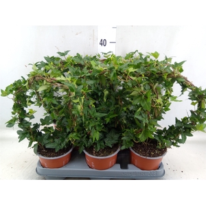 Hedera helix 'Shamrock'