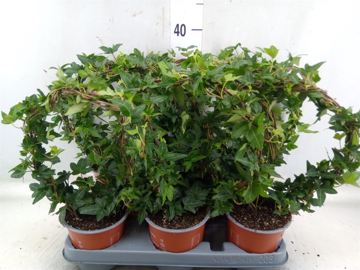 <h4>Hedera helix 'Shamrock'</h4>