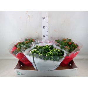 Kalanchoe blos.   ..rosebud mix  2