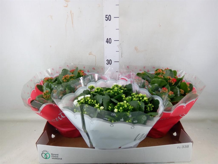<h4>Kalanchoe blos.   ..rosebud mix  2</h4>