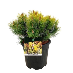 Pinus mugo 'Winter Gold'