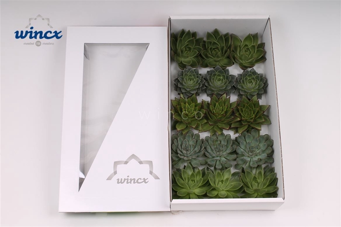 Echeveria Green Mix (wincx) Cutfl (5 Spcs) Wincx-10cm