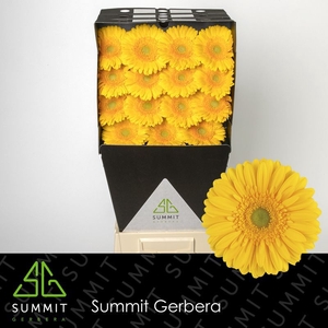 Gerbera Submarine Diamond