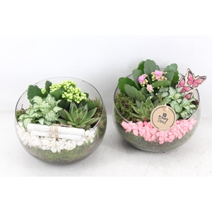 arr2 PL - Glas bol schuin - roze/wit