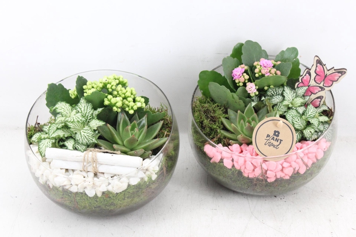 <h4>arr2 PL - Glas bol schuin - roze/wit</h4>