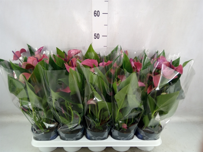 <h4>Anthurium andr. 'Pure Purple'</h4>