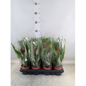 Ananas  'Rosita'
