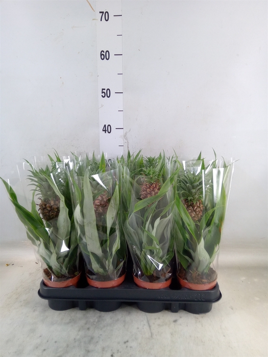 <h4>Ananas  'Rosita'</h4>