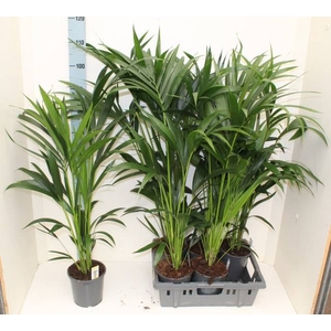 HOWEA FORSTERIANA