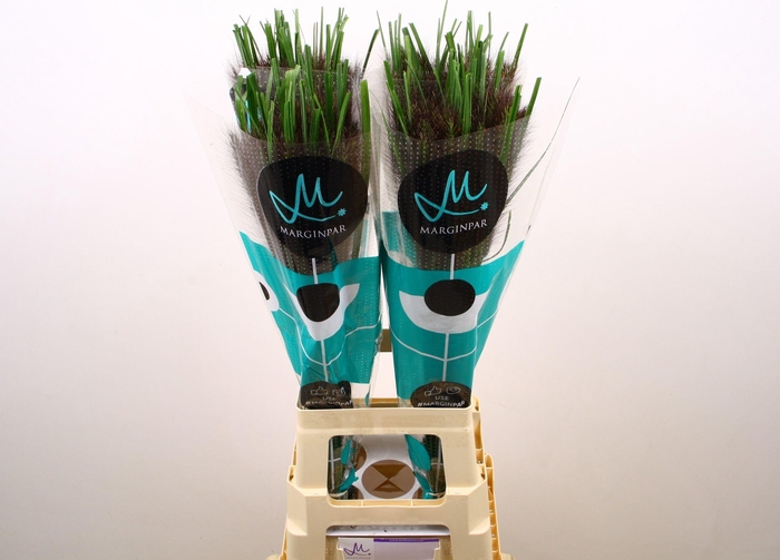 <h4>PENNI BLACK FOX</h4>