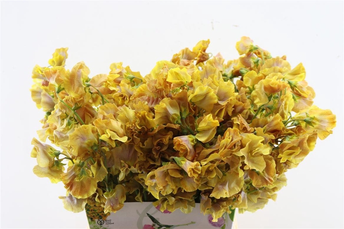 Lathyr Odor Colored Light Yellow