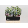Oxypetalum Tweedia Blue