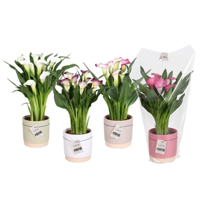 Zantedeschia gemengd Calla Valentijn mix in Julia keramiek