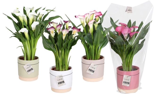 <h4>Zantedeschia gemengd Calla Valentijn mix in Julia keramiek</h4>
