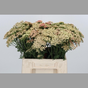 Achillea Lachsschonheit