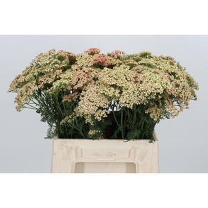 Achillea Lachsschonheit