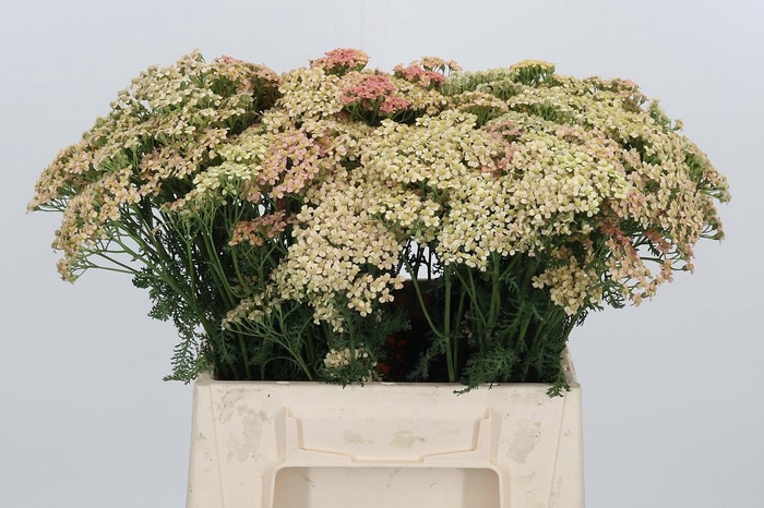 <h4>Achillea Lachsschonheit</h4>
