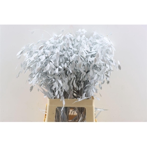 Dried Chasmantium White P Stem