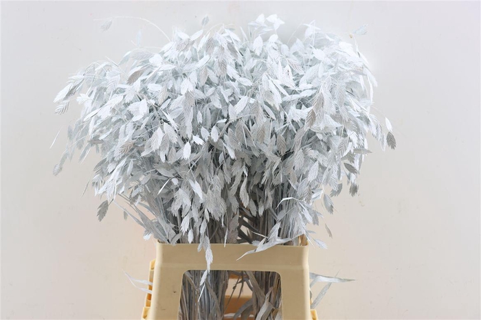 <h4>Dried Chasmantium White P Stem</h4>