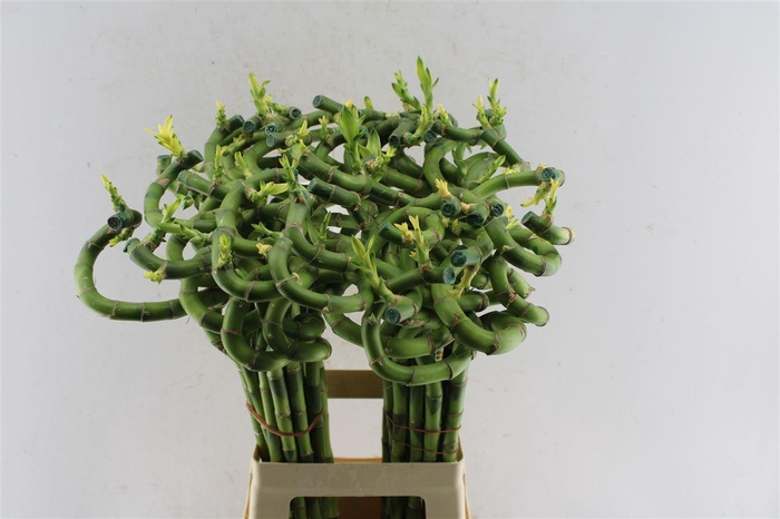 <h4>Drac S Lucky Bamboo</h4>