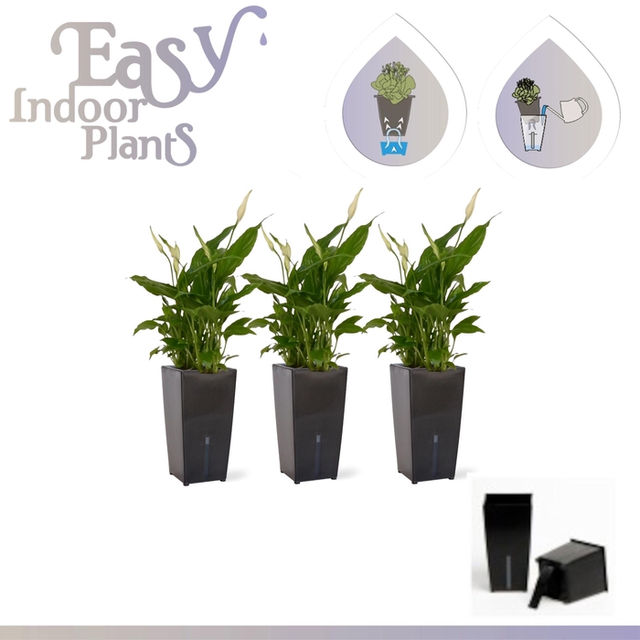 <h4>ARR SPATHIPHYLLUM</h4>