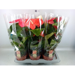 Anthurium   ...mix 4