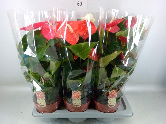 <h4>Anthurium   ...mix 4</h4>