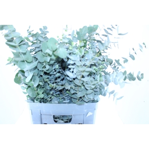 FOLHAGEM EUCAFLOR