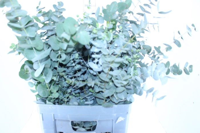 FOLHAGEM EUCAFLOR