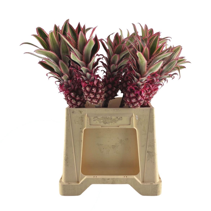 <h4>Ananas Mini</h4>