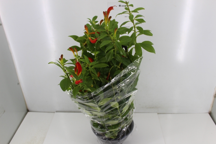 AESCHYNANTHUS SPECIOSUS C21