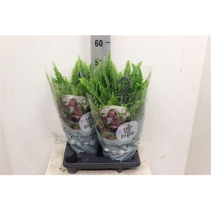 Nephrolepis exaltata 'Green Lady'