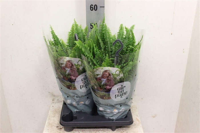 <h4>Nephrolepis exaltata 'Green Lady'</h4>