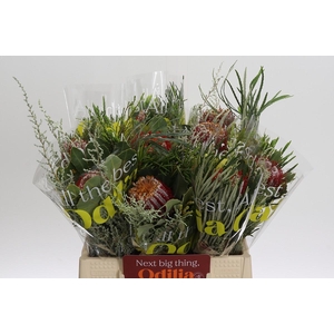 BQ Banksia Coccinea SFB