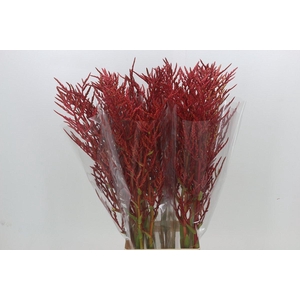 Bromelia Red Paloma