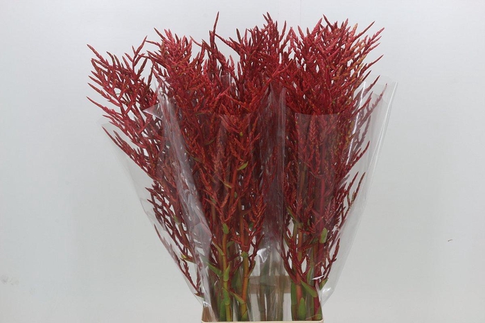 <h4>Bromelia Red Paloma</h4>