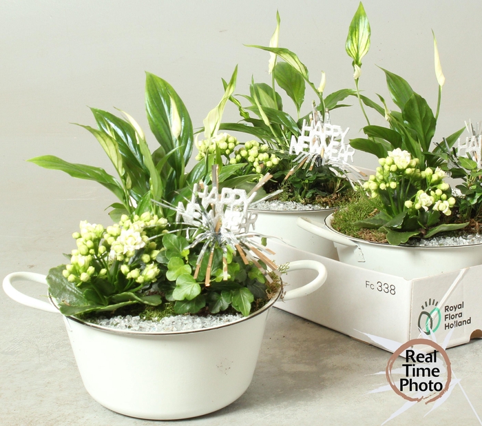 <h4>ARR TUINPLANTEN</h4>