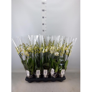 Phalaenopsis  'Ant Inverness'