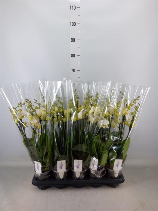 <h4>Phalaenopsis  'Ant Inverness'</h4>