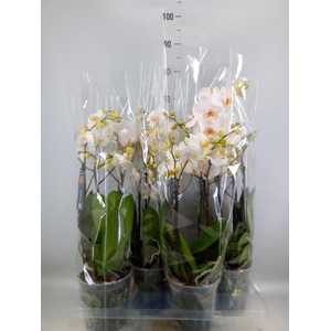 Phalaenopsis  'Marvellous White'