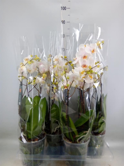 <h4>Phalaenopsis  'Marvellous White'</h4>