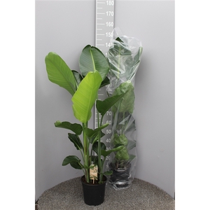 Strelitzia Nicolai 3pp