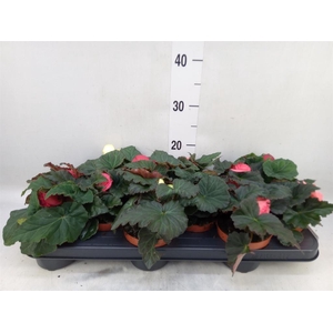Begonia tuber.   ...