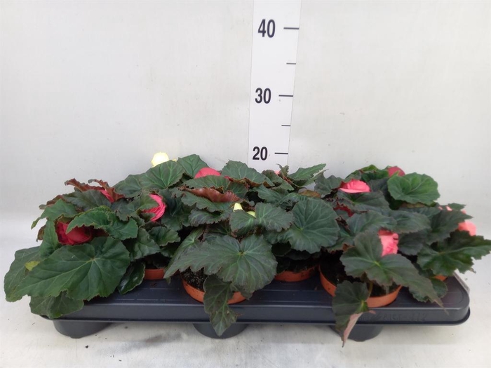 <h4>Begonia tuber.   ...</h4>