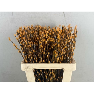 Salix Snowflake 60cm Apricot